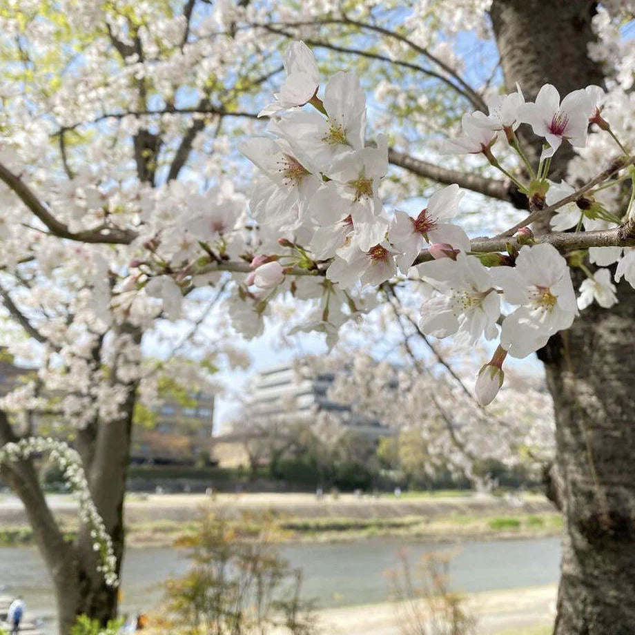 Kamogawa Cherry Blossom