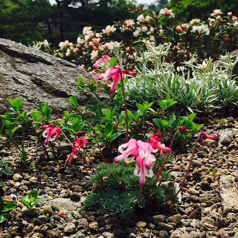 Kobe INK No.78 Rokko Alps Pink
