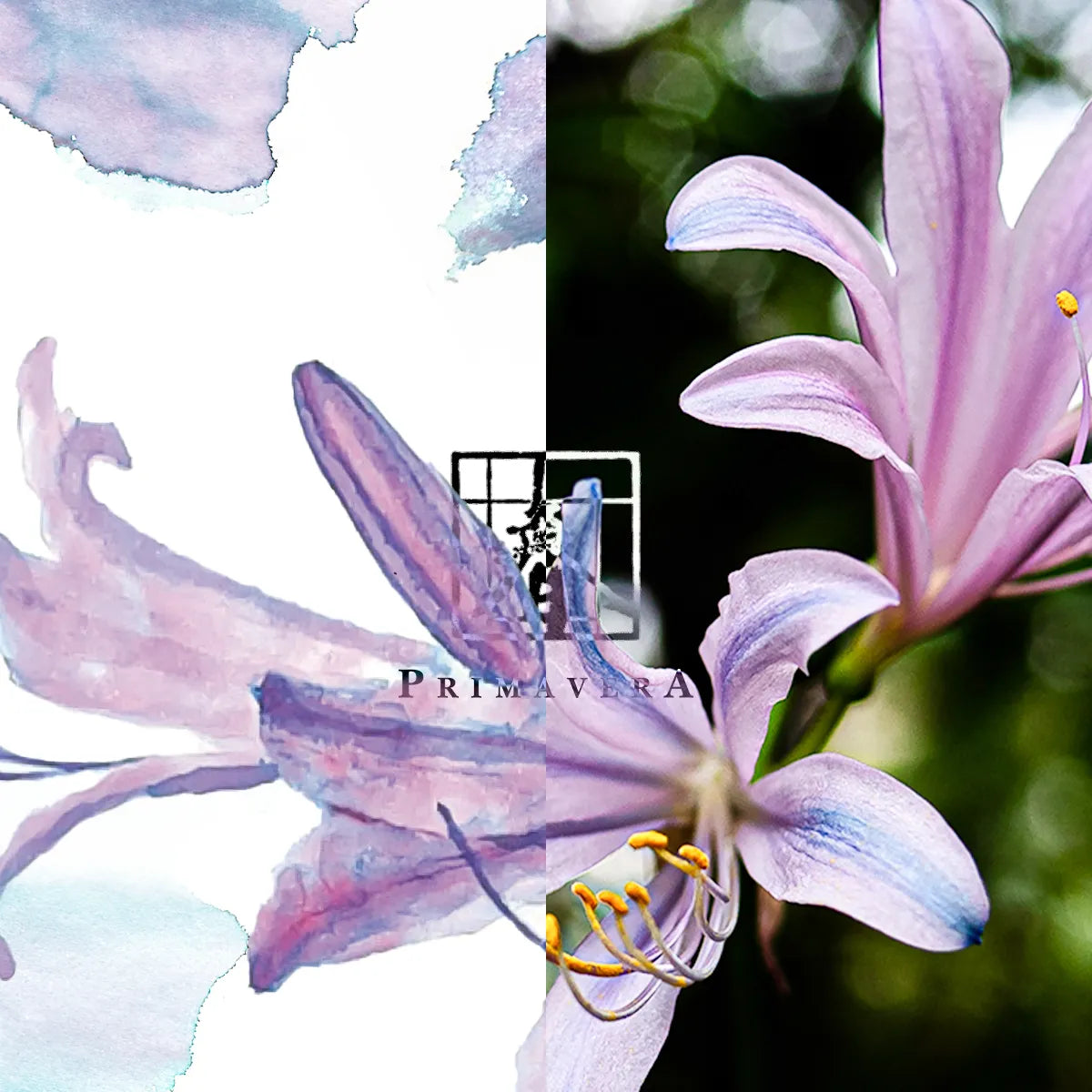 Meander - Electric Blue Spider Lily 換錦花