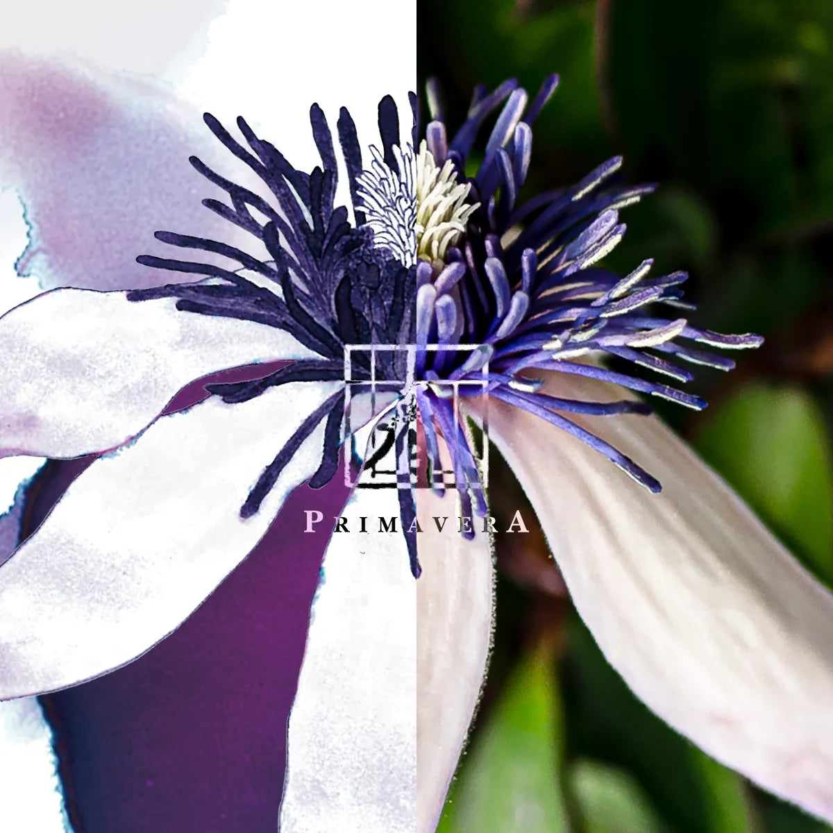 Meander - Pingtung Clematis 屏東鐵線蓮