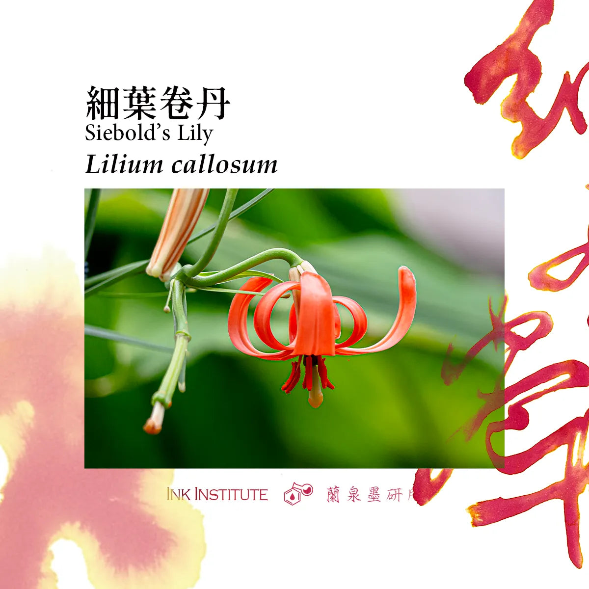 Meander - Siebold's Lily 細葉卷丹