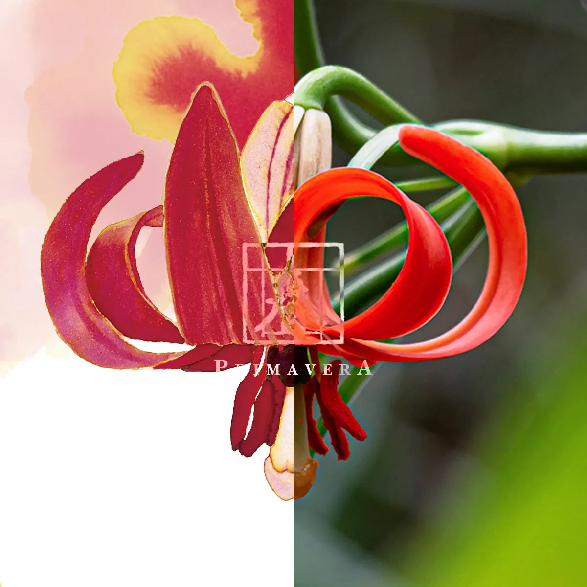 Meander - Siebold's Lily 細葉卷丹