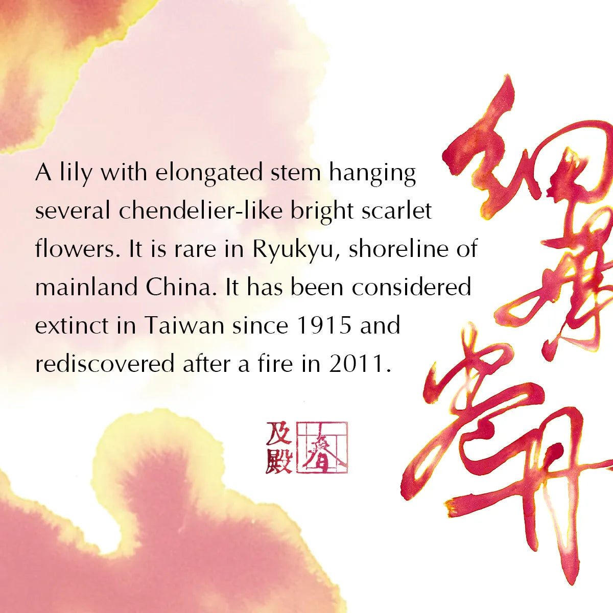 Meander - Siebold's Lily 細葉卷丹