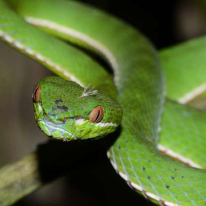 Venom Viper