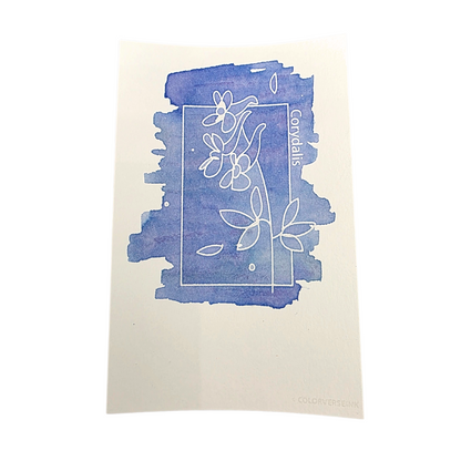 Corydalis
