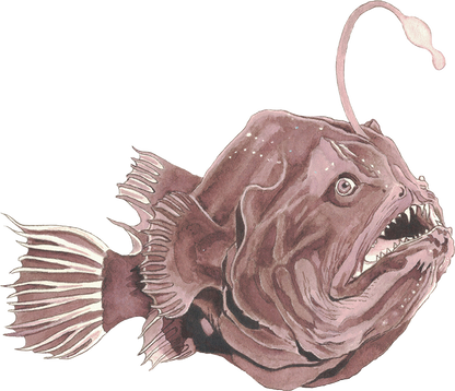 Anglerfish Deep