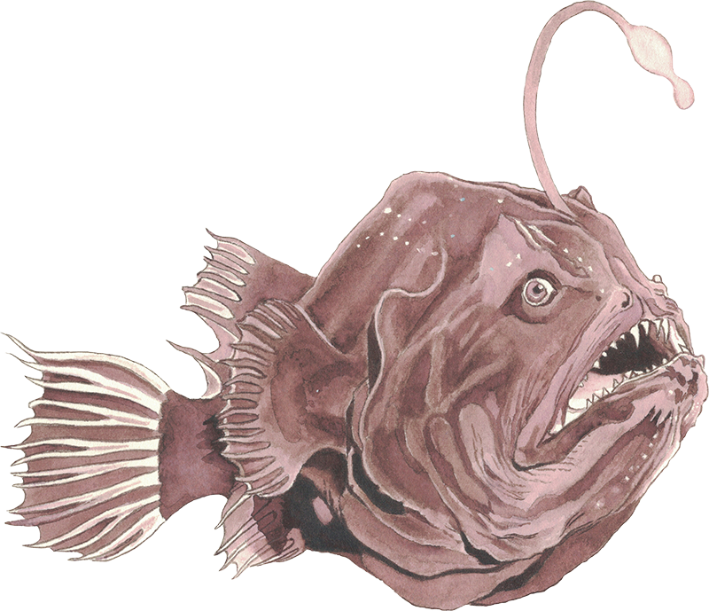 Anglerfish Deep
