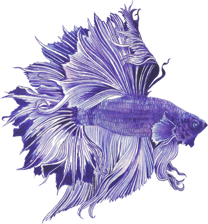 Betta Fish Purple