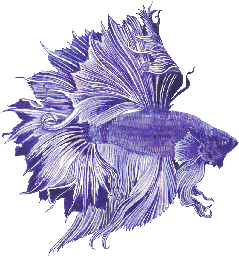 Betta Fish Purple
