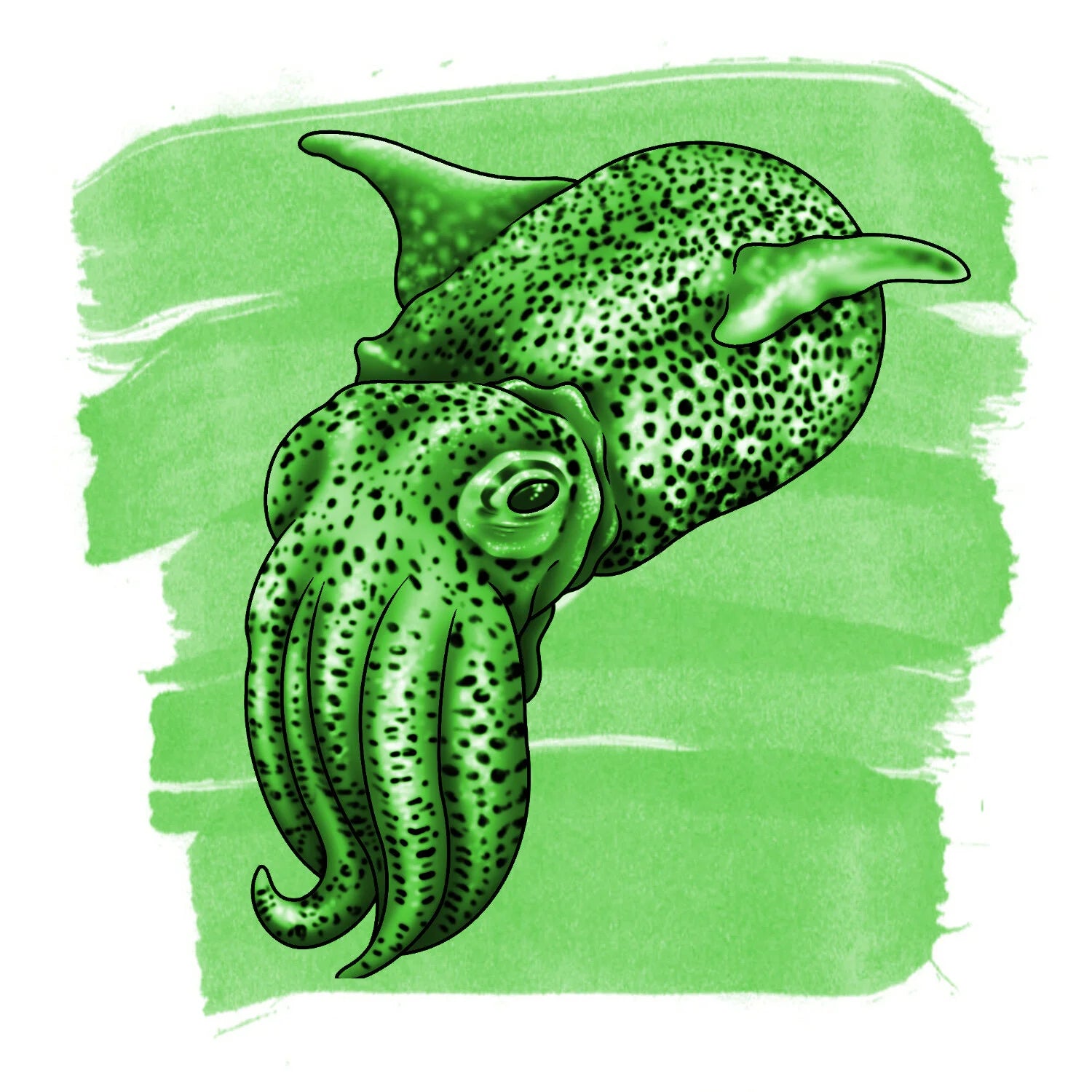 Bobtail Squid Green