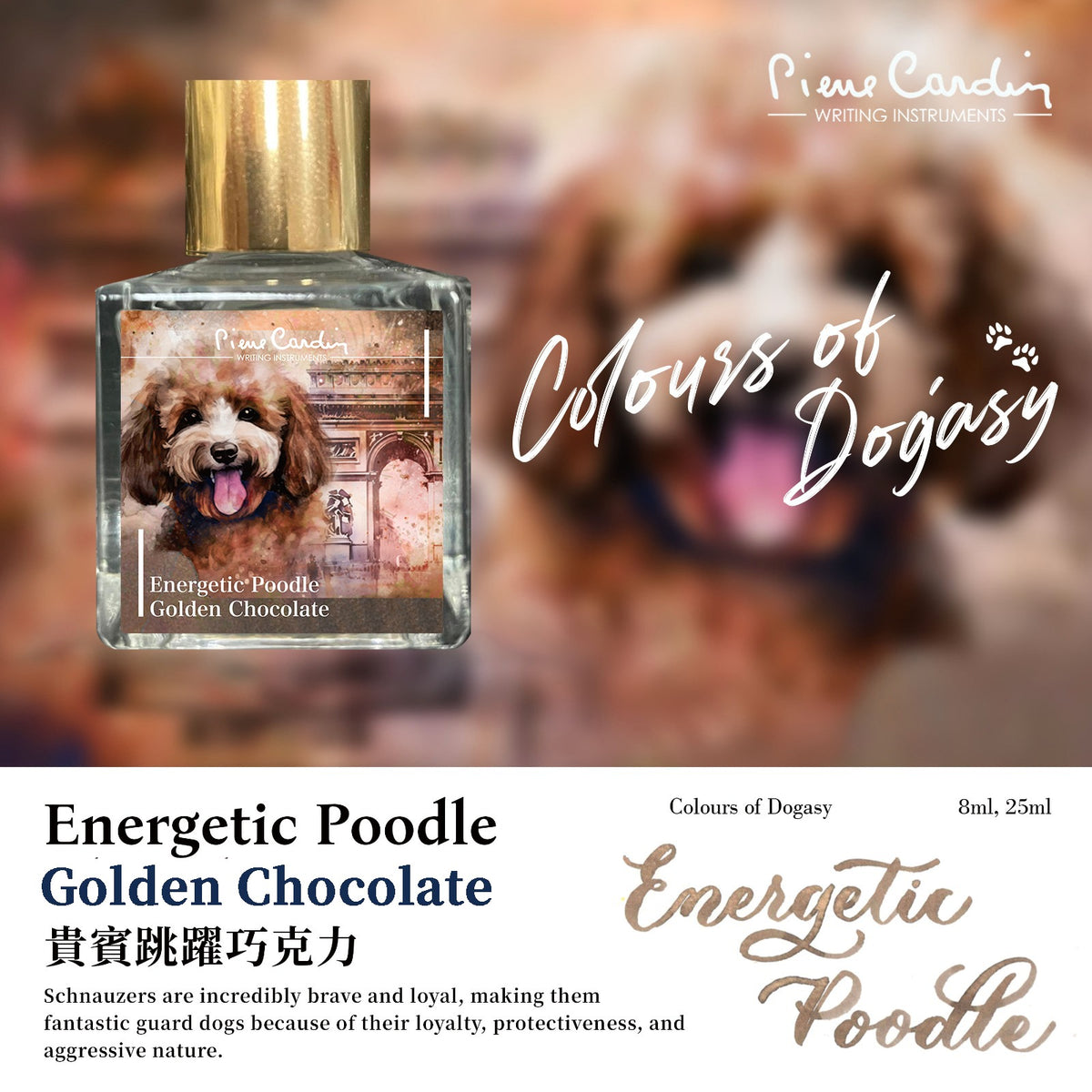 Energetic Poodle Golden Chocolate