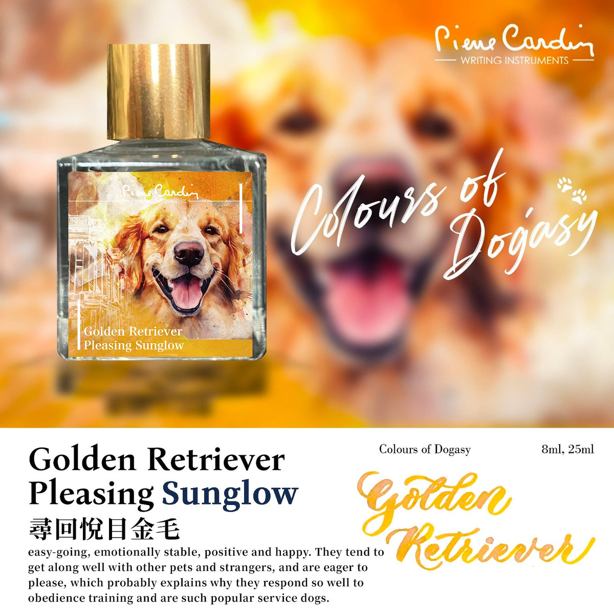 Golden Retriever Pleasing Sunglow