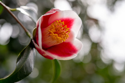 Nagasaki Bikei Ink Goto Camellia White-Red