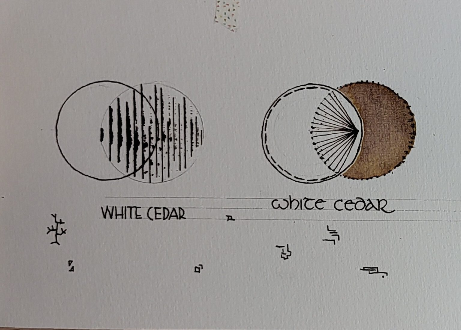 White Cedar