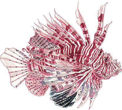 Lionfish Maroon