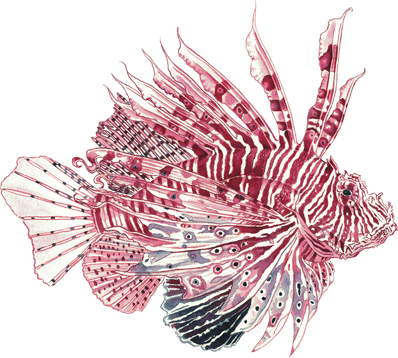 Lionfish Maroon