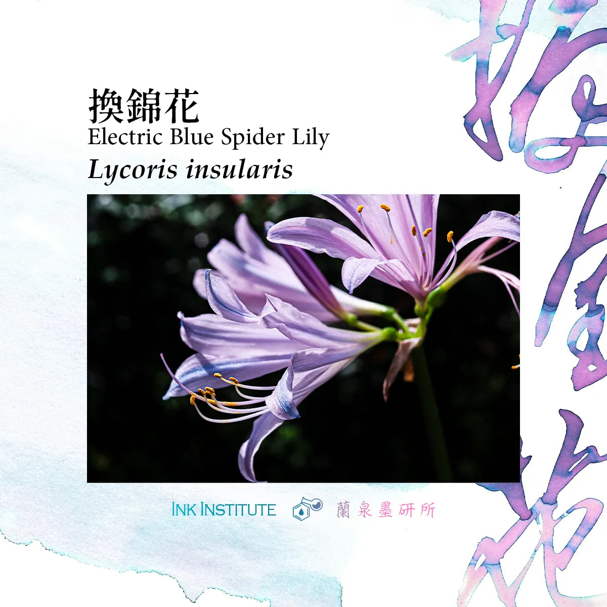 Meander - Electric Blue Spider Lily 換錦花