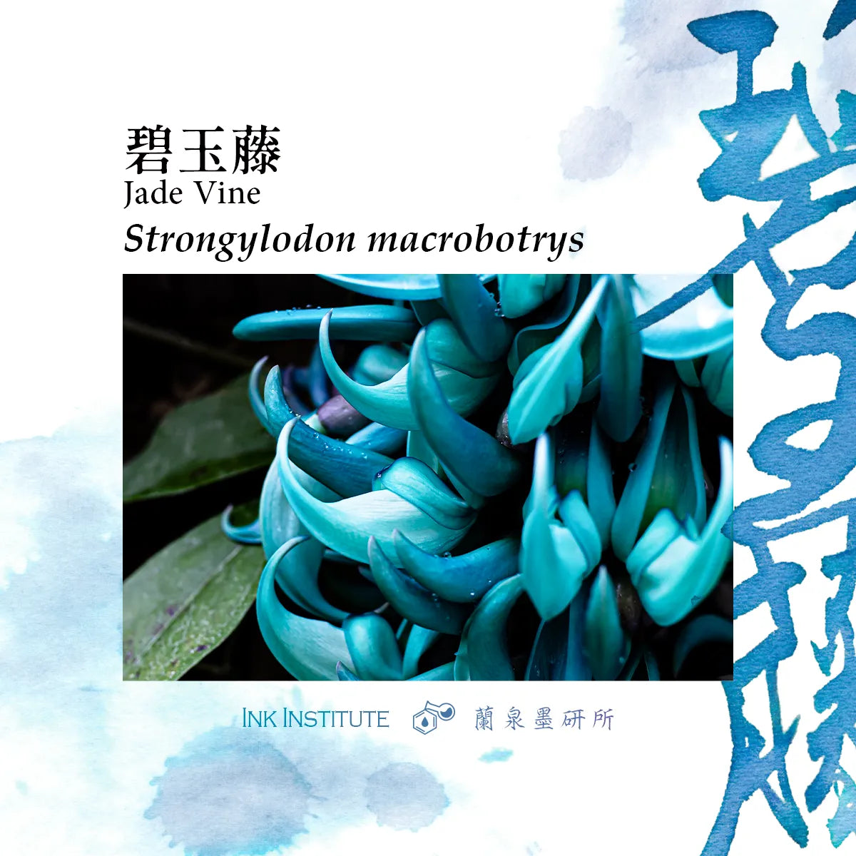 Meander - Jade Vine 碧玉藤