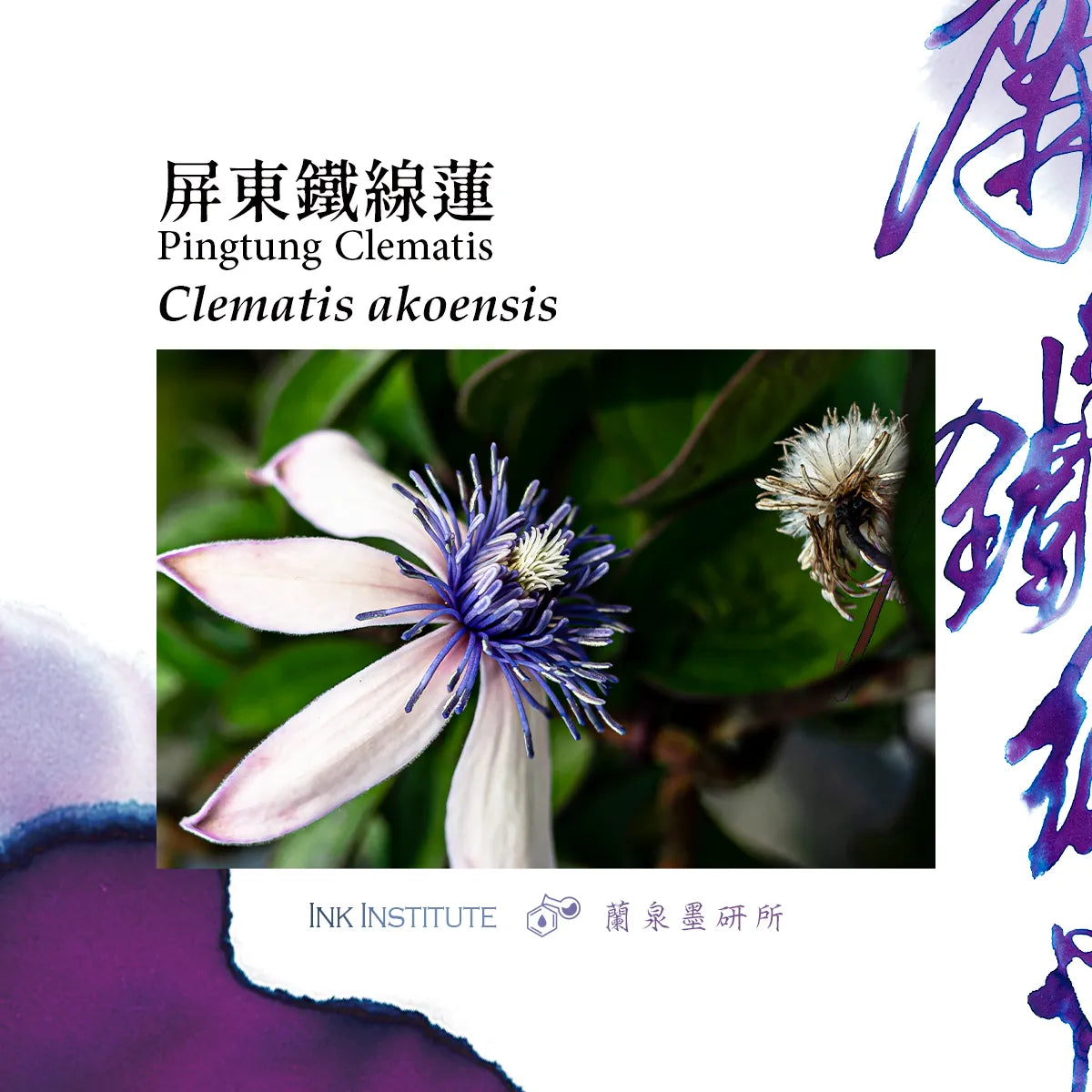 Meander - Pingtung Clematis 屏東鐵線蓮