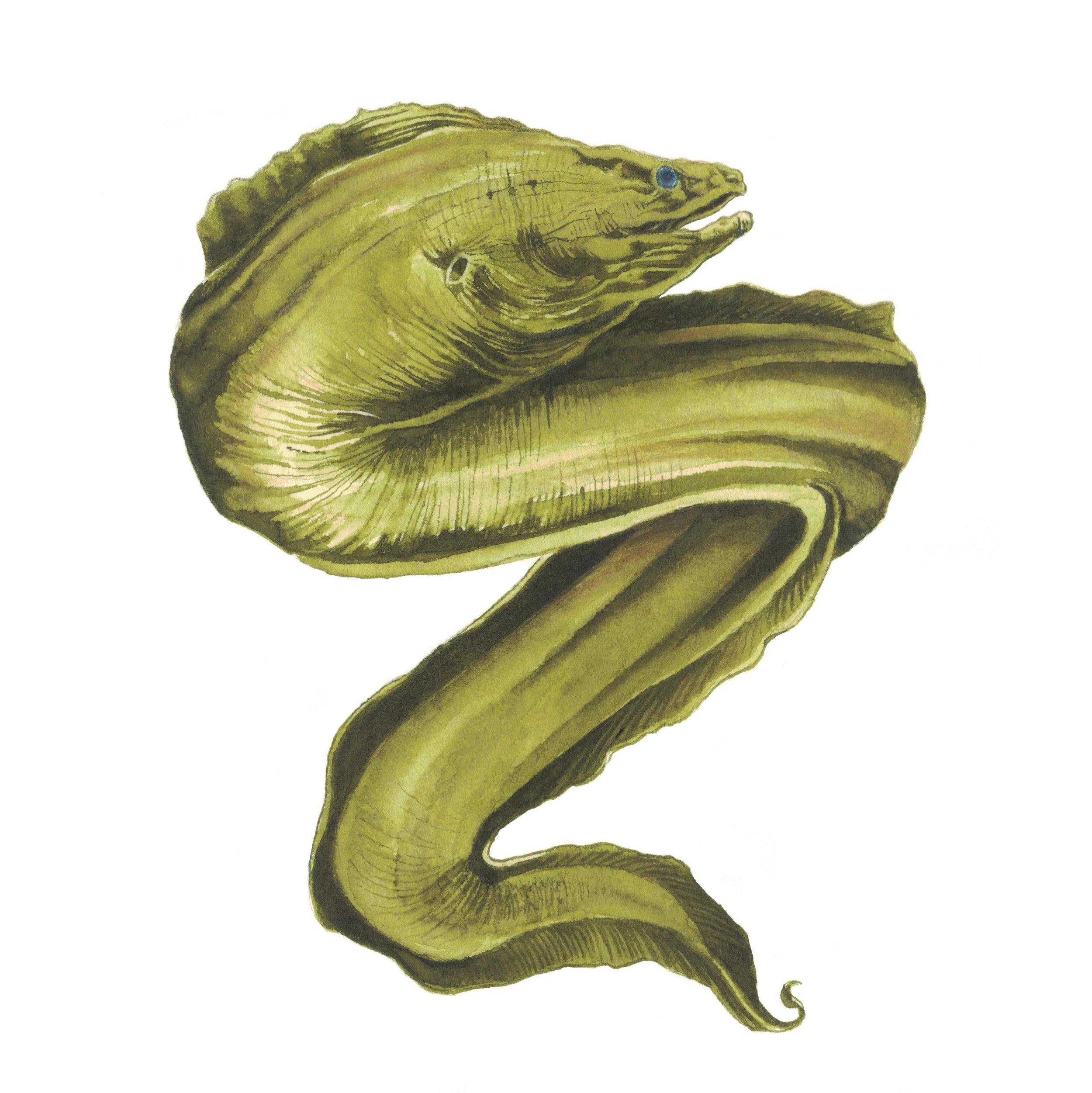 Moray Eel Green