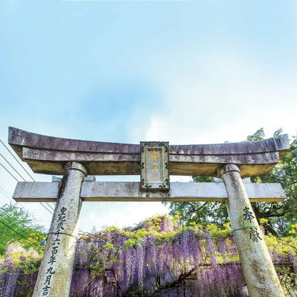 Nagasaki Beautiful Scenery 8th Fujiyama Mariage Purple