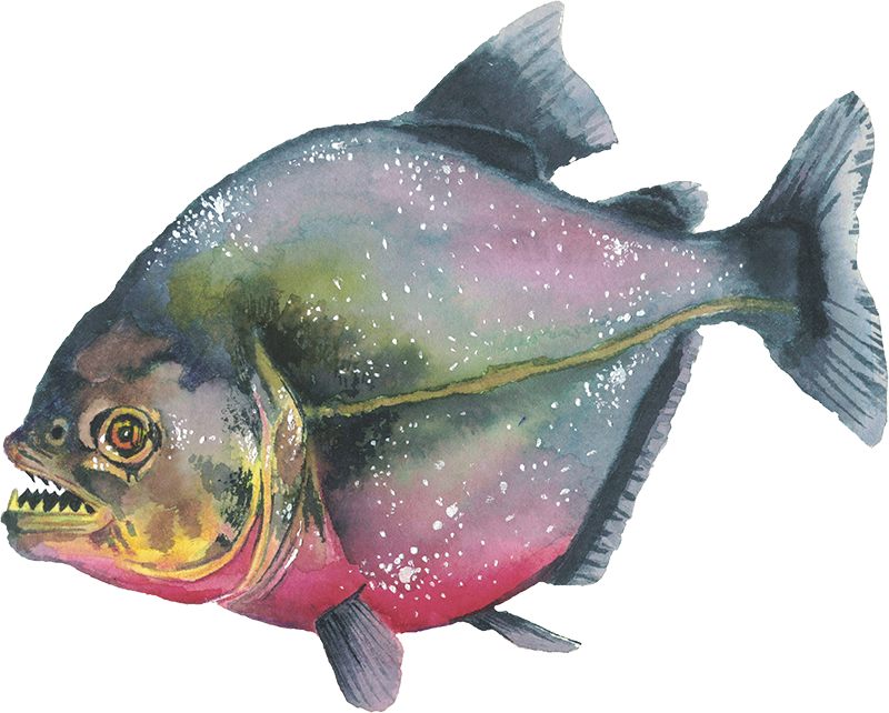 Piranha Red