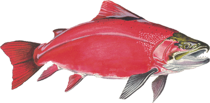 Sockeye Salmon