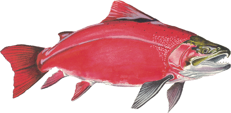 Sockeye Salmon