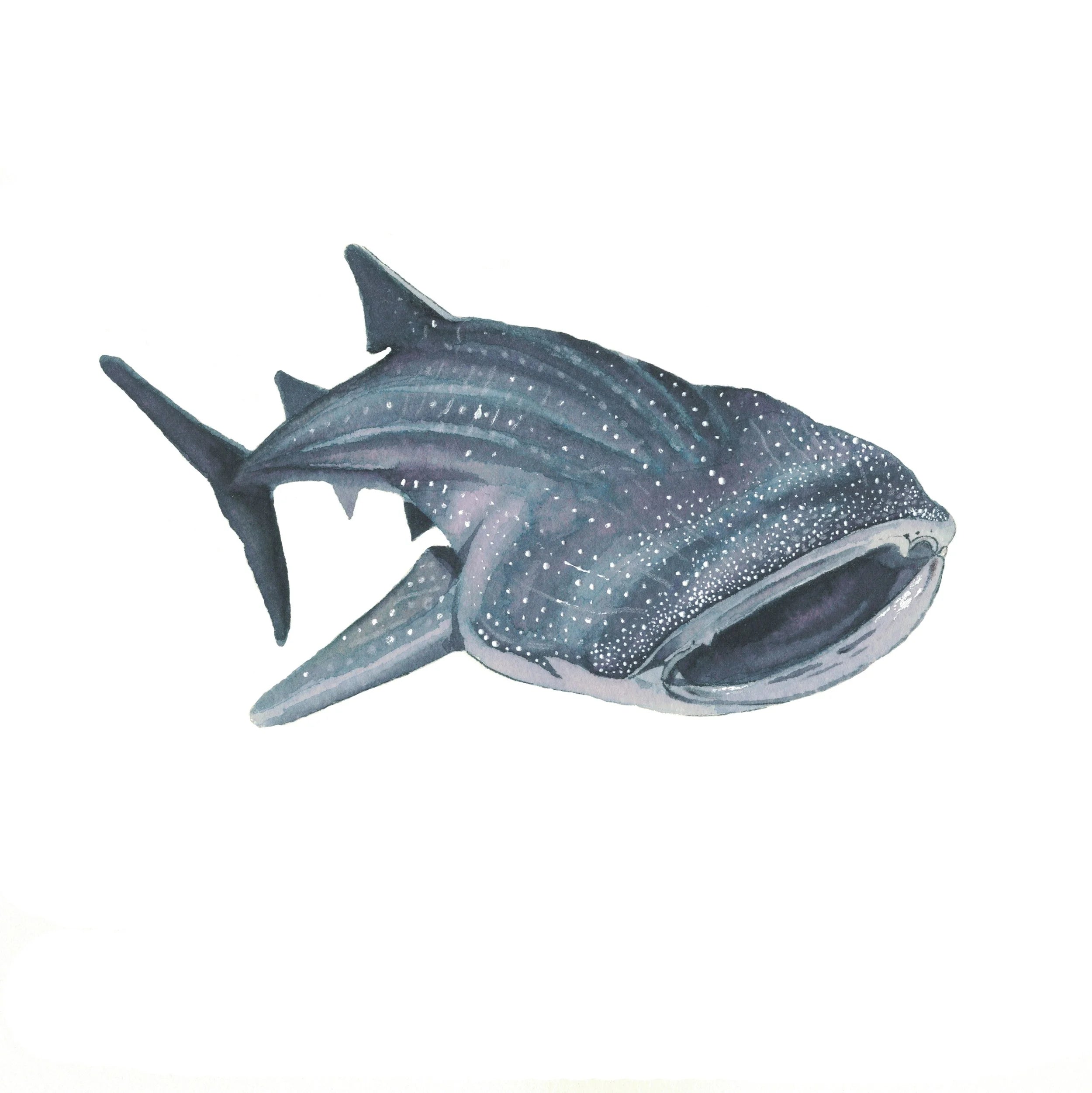 Whale Shark Grey